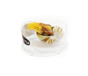 NAUTILUS EN BLISTER 9911/0011