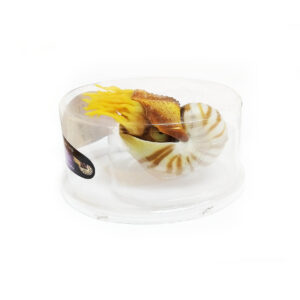 NAUTILUS  EN BLISTER 9911/0011