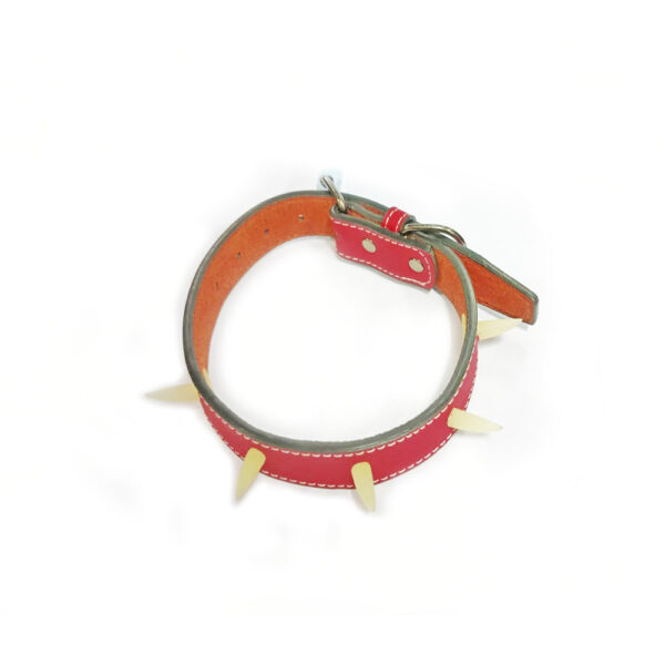 COLLAR C/5 COLMILLOS 2.5 x 50 cm. 5258