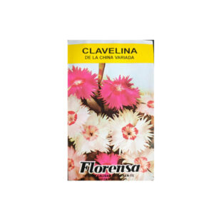 CLAVELINA DE LA CHINA SOBRE FLORENSA